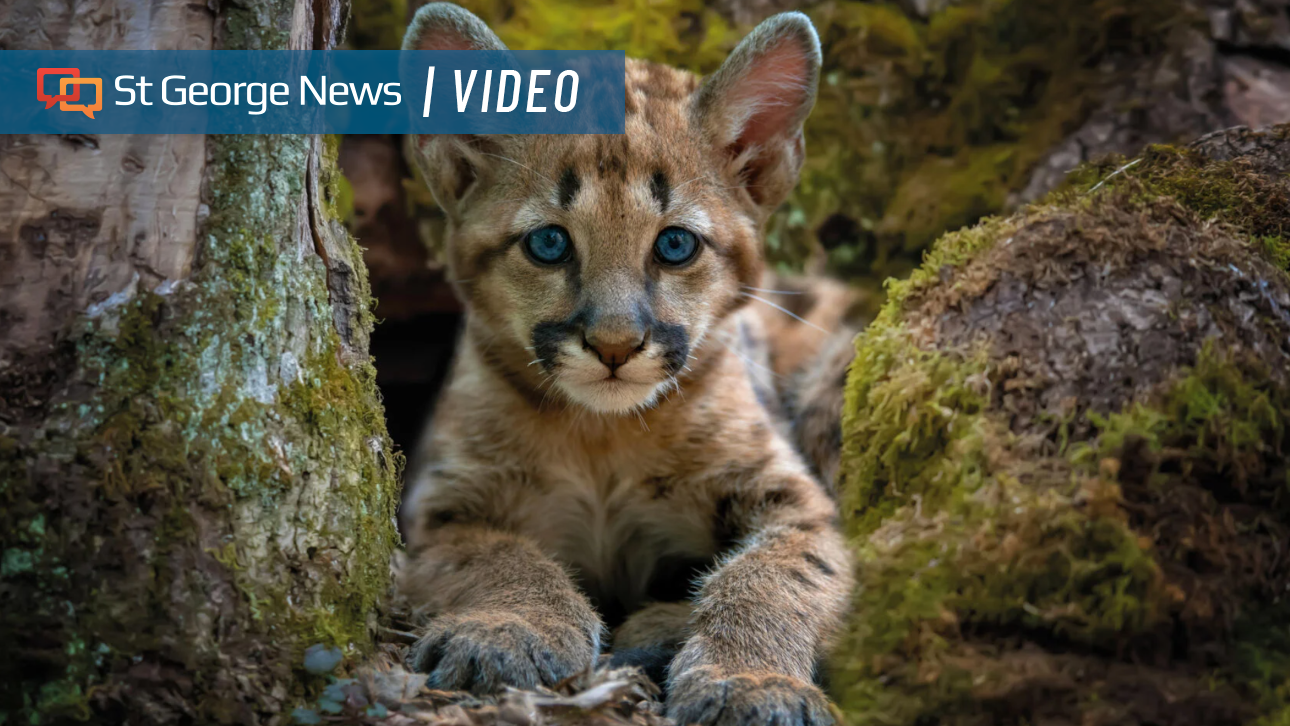 Living with lions: Springdale speaker questions Utah cougar management strategy