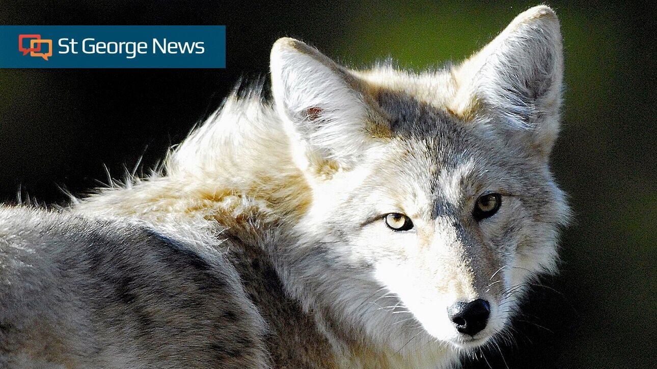 Utah lawmakers weigh aerial hunting expansion, tougher feral swine penalties