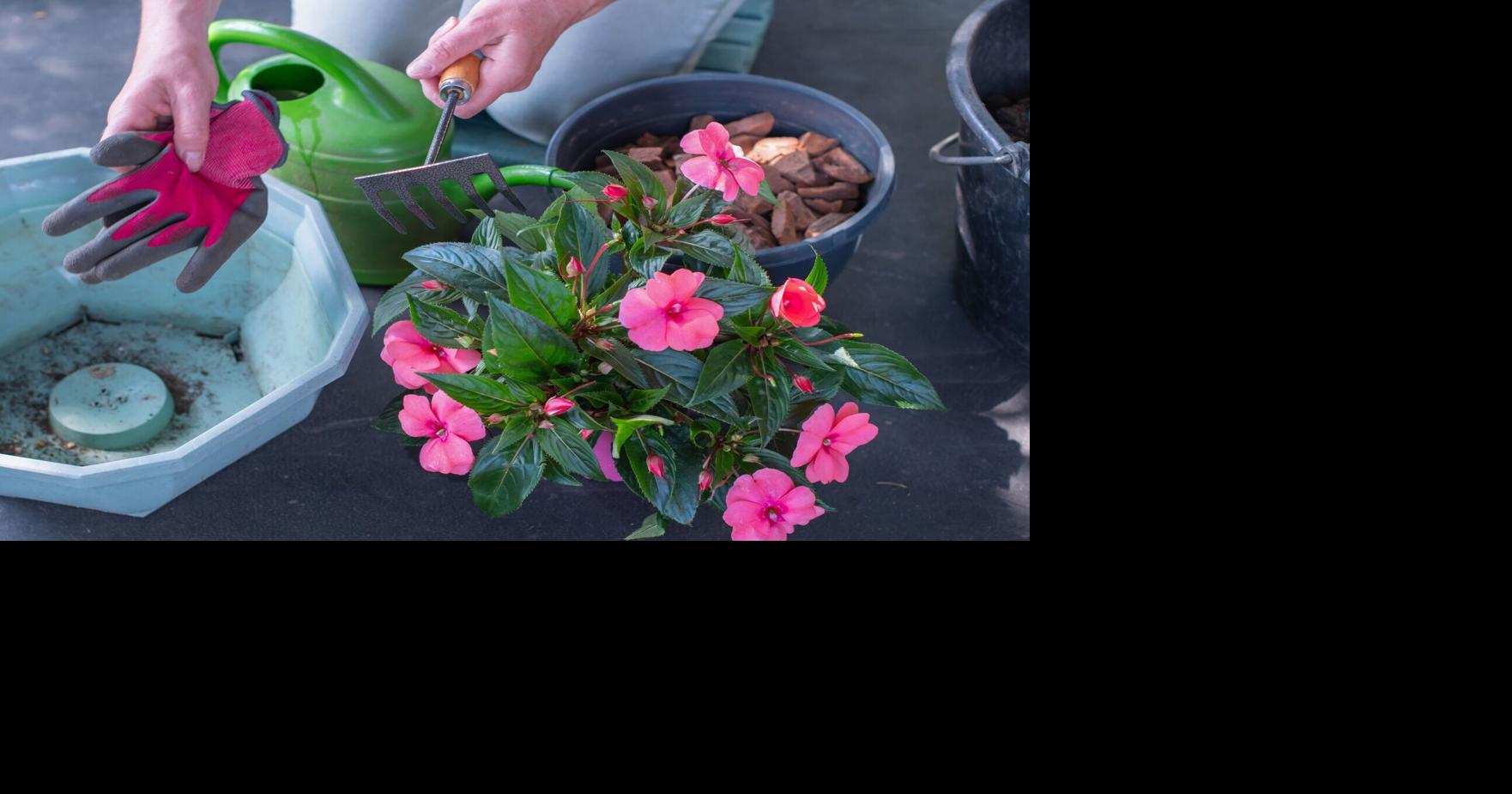 Year of the impatiens: Tips for Southern Utah gardeners