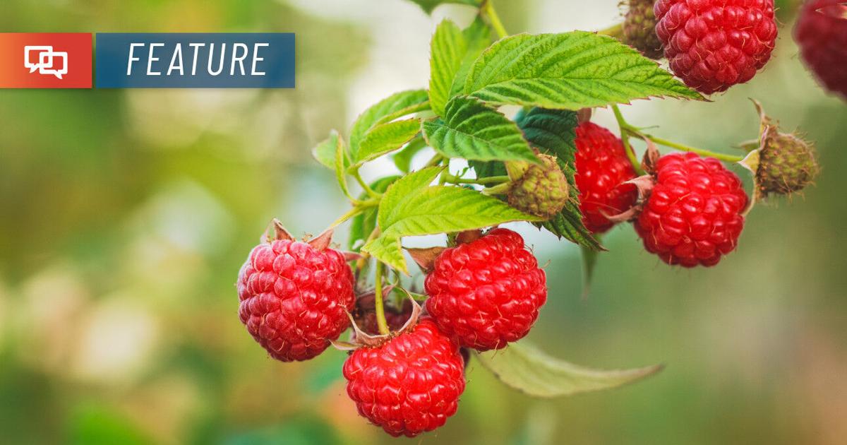 Here’s how to prune raspberries for an abundant harvest | Home and ...