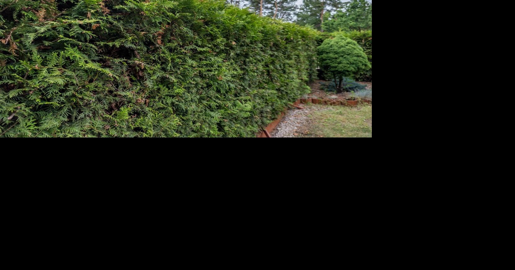 Choosing the right evergreens can add beauty, privacy to your Southern Utah landscape