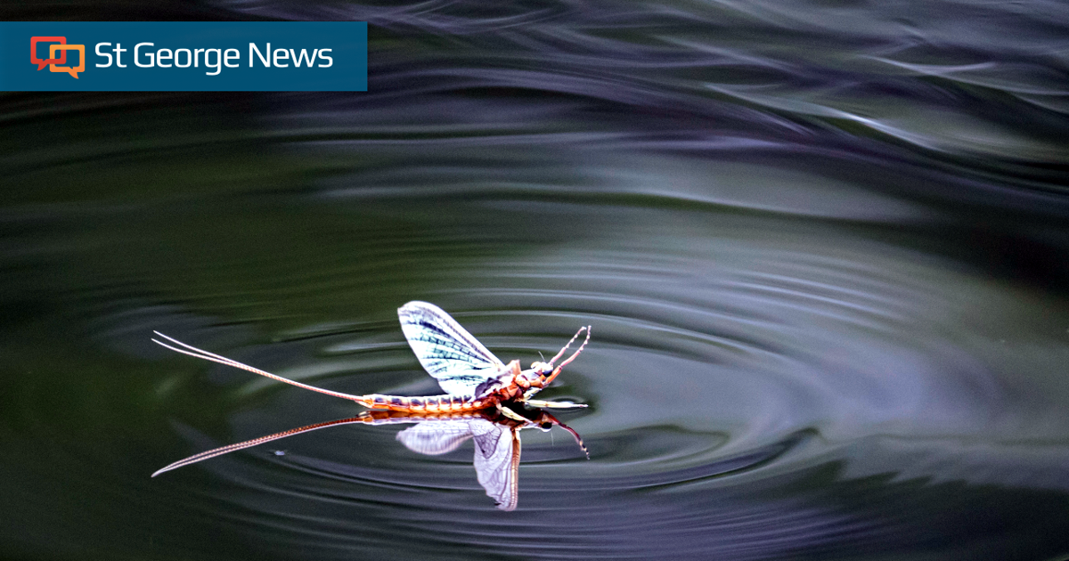 Bug Flow experiment to be conducted this summer under the Glen Canyon ...