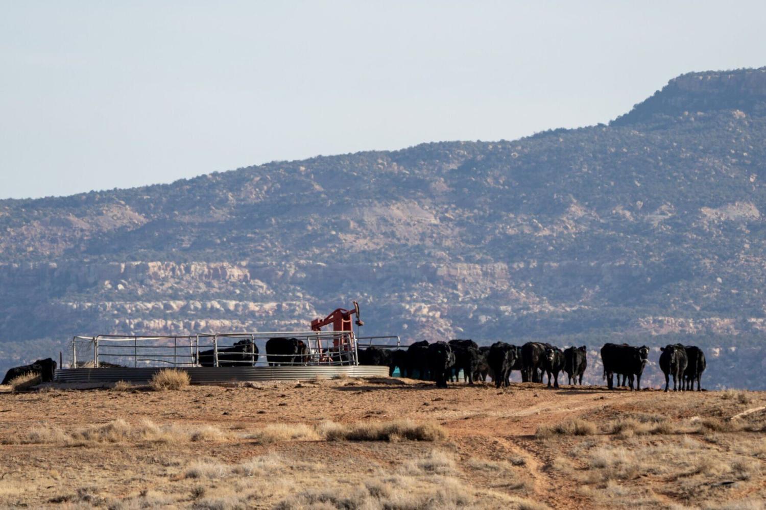 Utah beef prices reached a record high in 2025, report says
