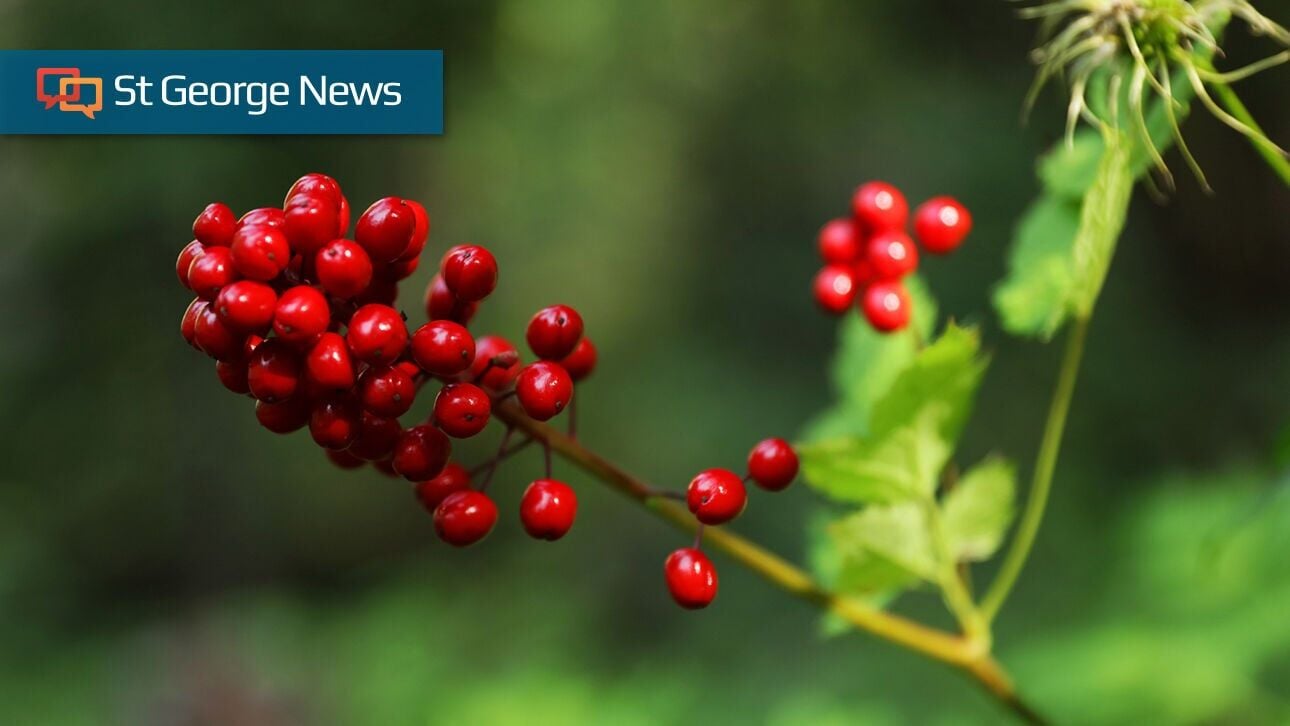 Tasty or toxic? Plants Southern Utahns should never eat