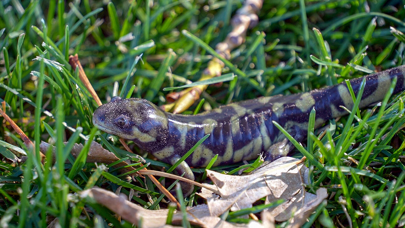 How do Southern Utah's salamanders survive harsh desert, winter