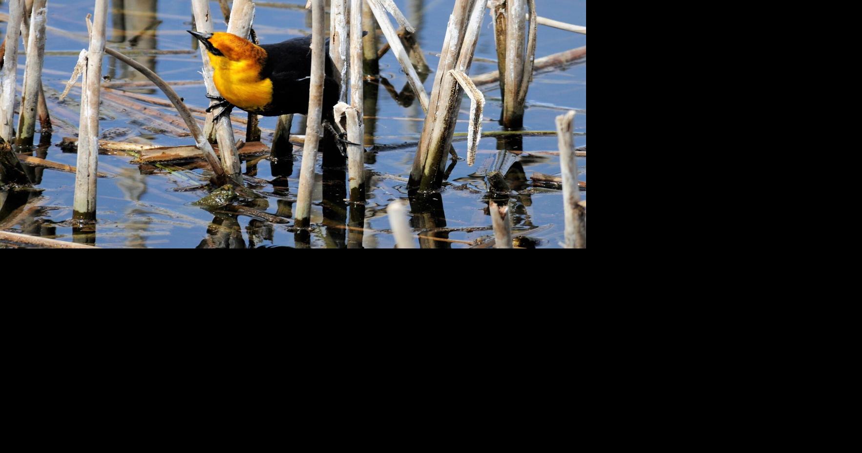 Hey 'birders,' here's a chance to help Utah biologists gather data for the 126th Christmas Bird Count