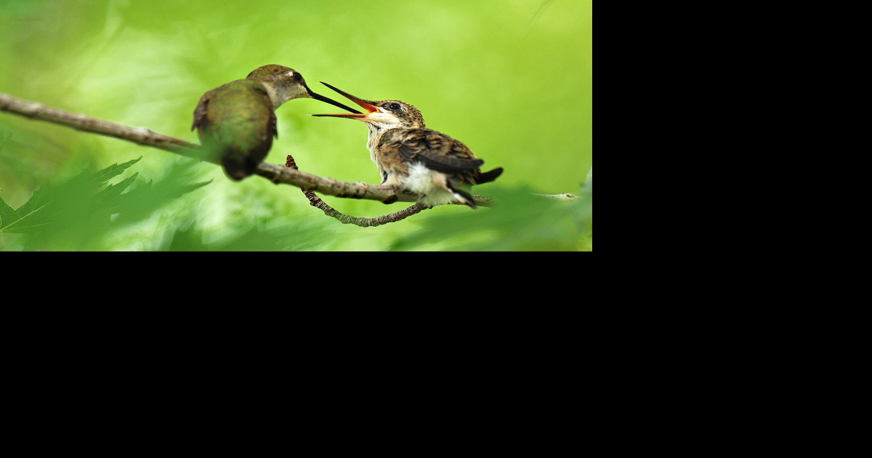 Is it in trouble? What Southern Utahns should do when they find a baby bird