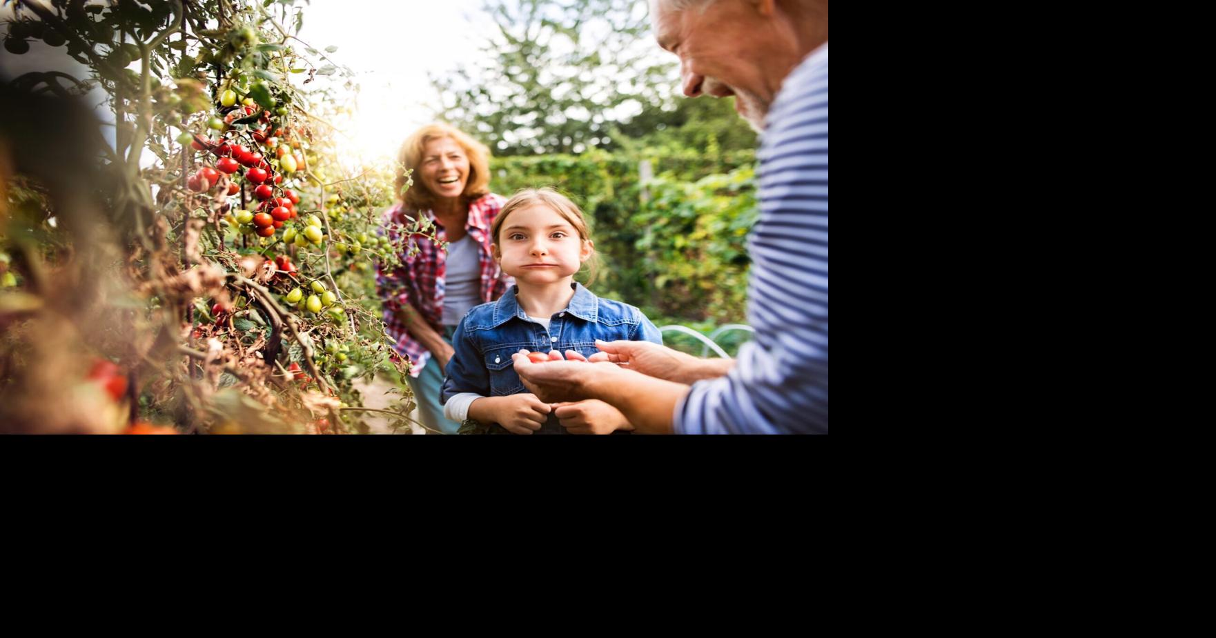 Americans ditch traditional vegetables for bite-sized snack gardens