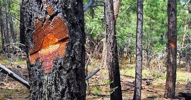 Bureau of Land Management schedules prescribed burn south of St. George