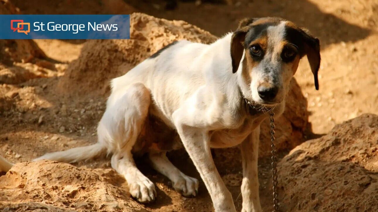 Profanity Animals Bill addressing ‘obscene animal abuse’ passes in Utah Legislature ...