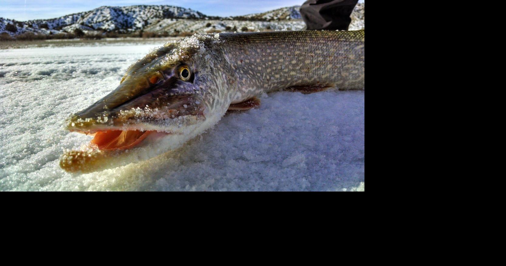 DWR stocked over 12.8 million fish throughout Utah this year | News ...