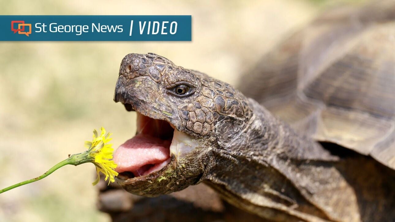 'People love tortoises': 15 Mojave desert tortoises available for Utahns to adopt