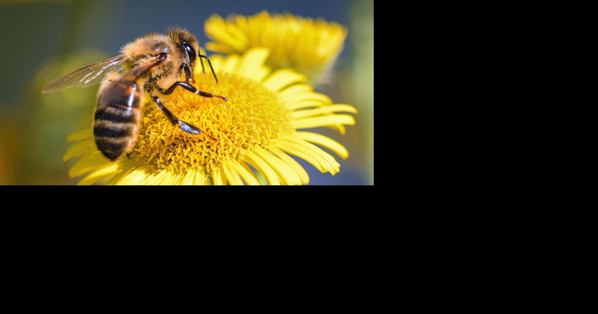 Fewer Oregon bees are dying from pesticides, report shows