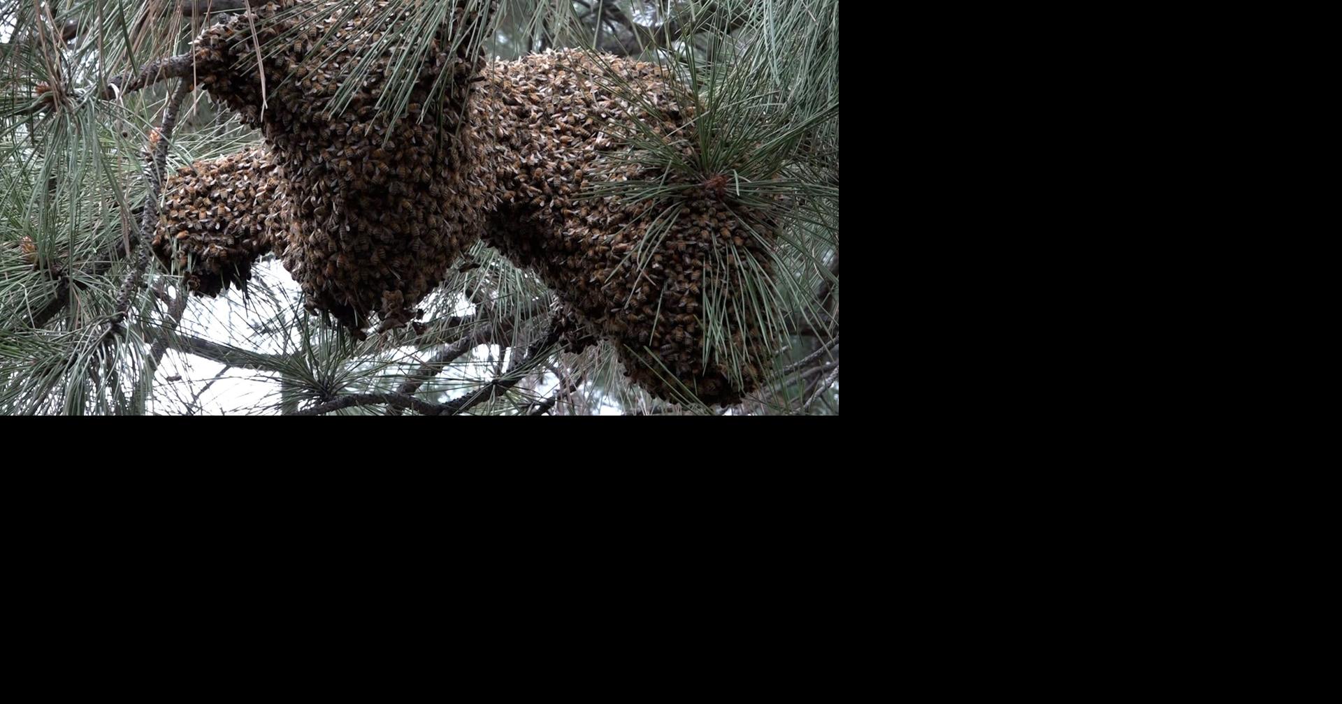 Giant bee swarm lands in Bend backyard: Here's why they do it and how to respond