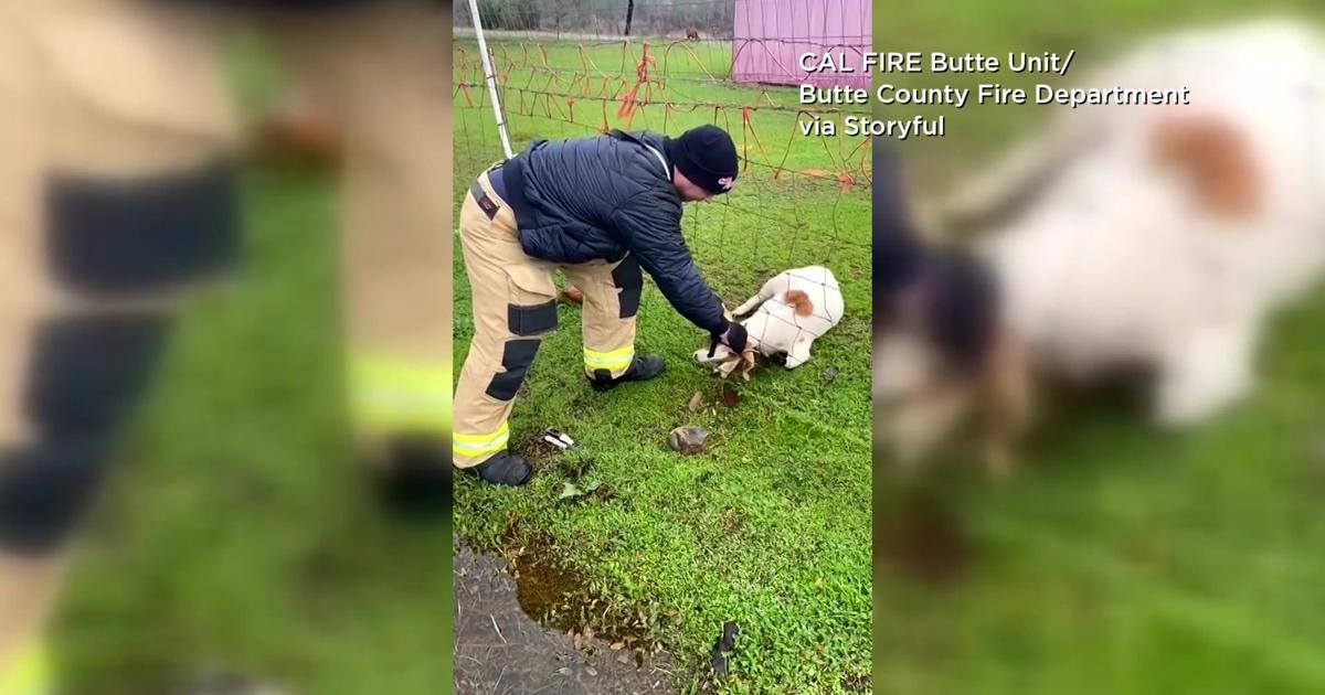 Fireman Goat VIDEO: California firefighter rescues goat that had head stuck in fence ...