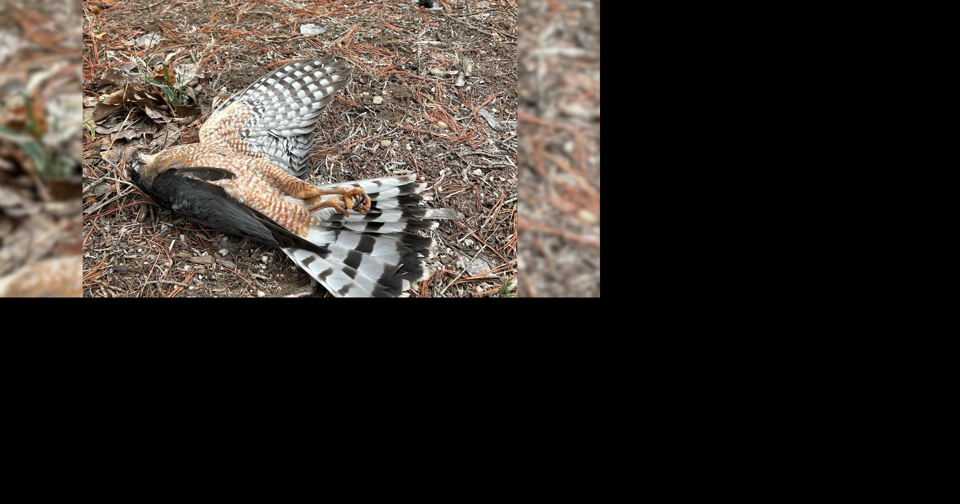 Dead owls, hawks showing up in Central Oregon yards. Is rat poison to blame?