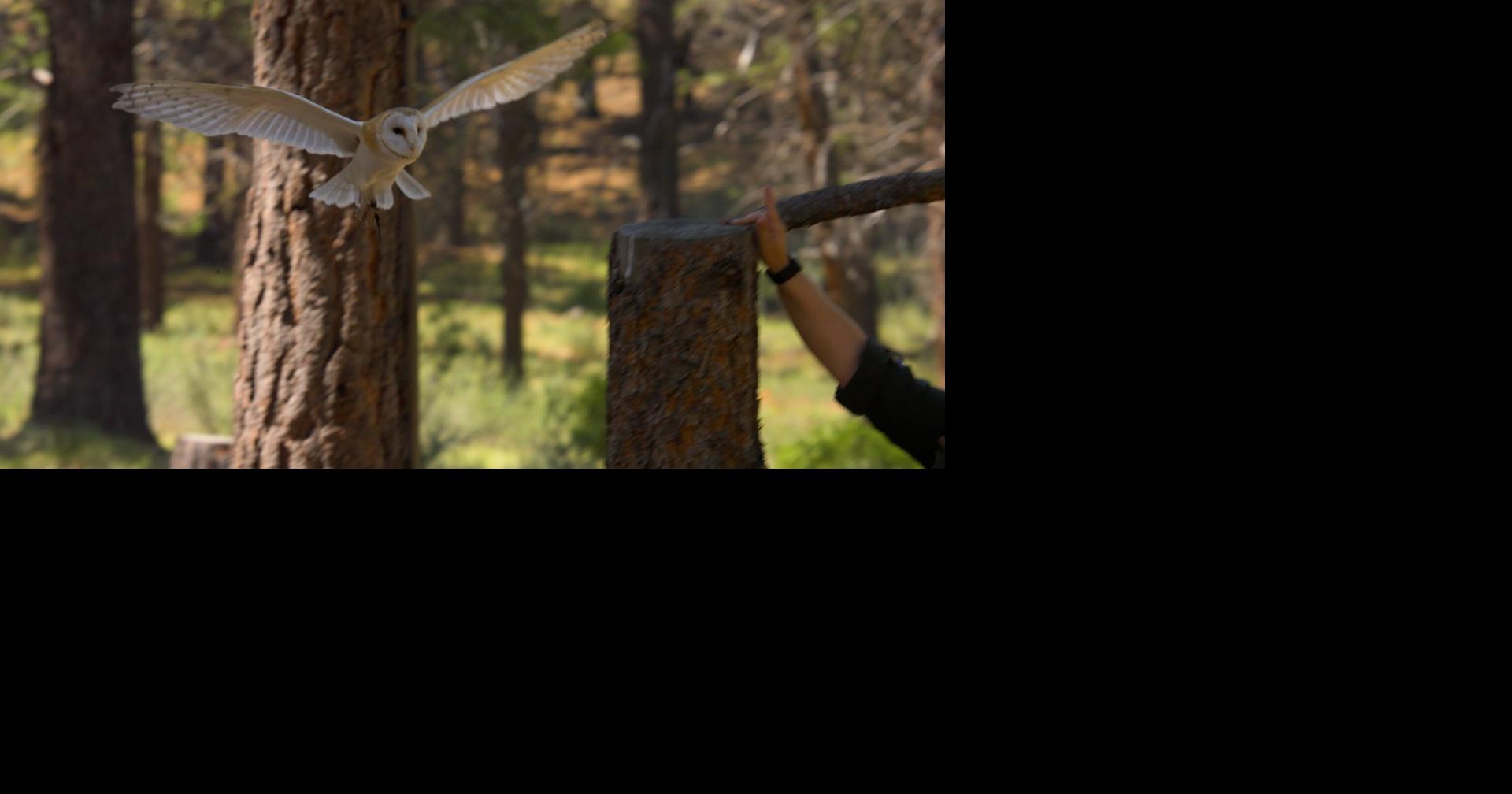 High Desert Museum’s soaring raptor show returns for summer in Bend