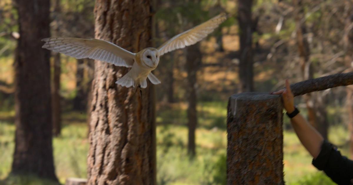 High Desert Museum’s soaring raptor show returns for summer in Bend