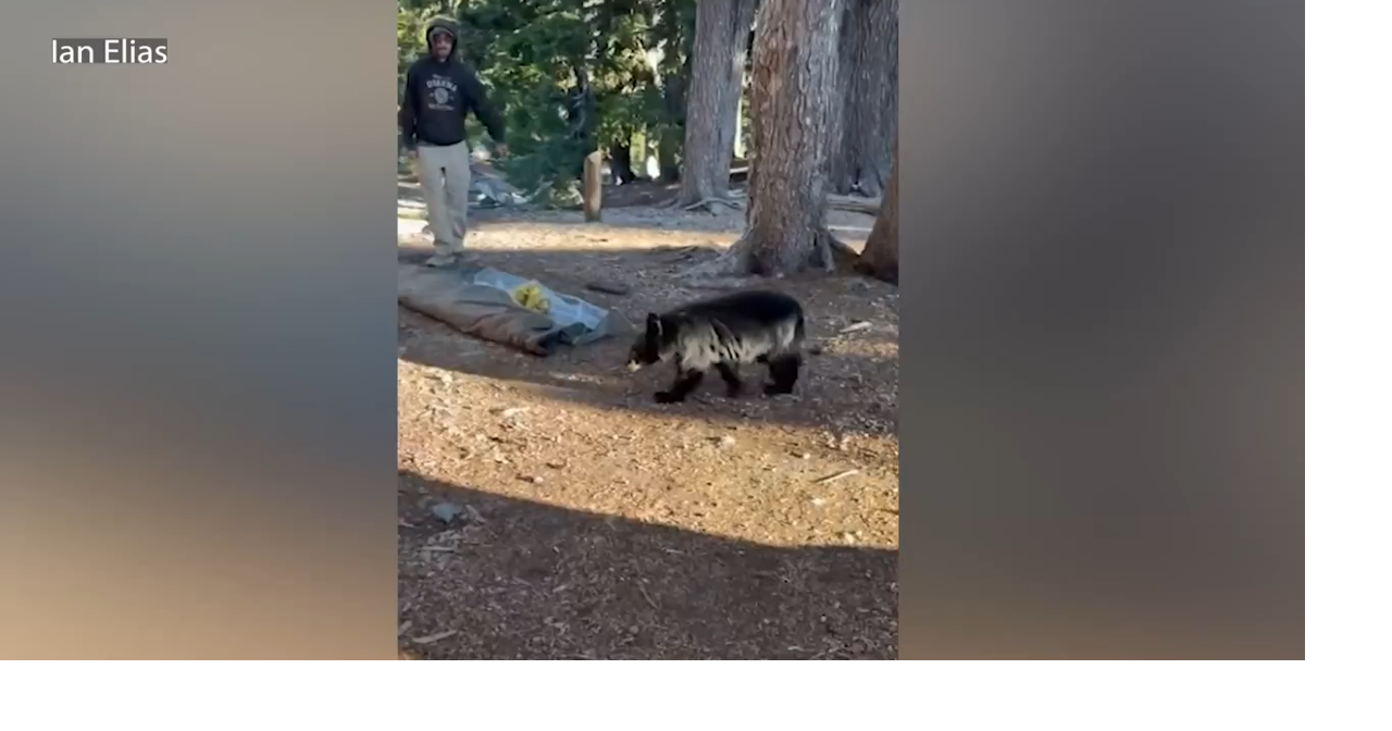 Bend couple's tent torn by black bear near South Sister | Pets, Animals and Natu...