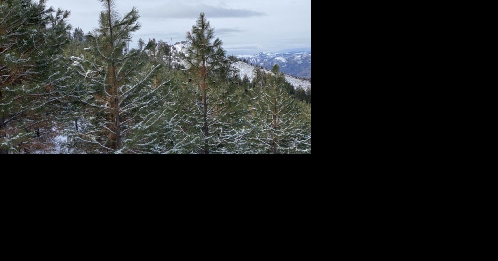 BLM cuts Christmas tree and firewood permit fees to just $1 for the ...