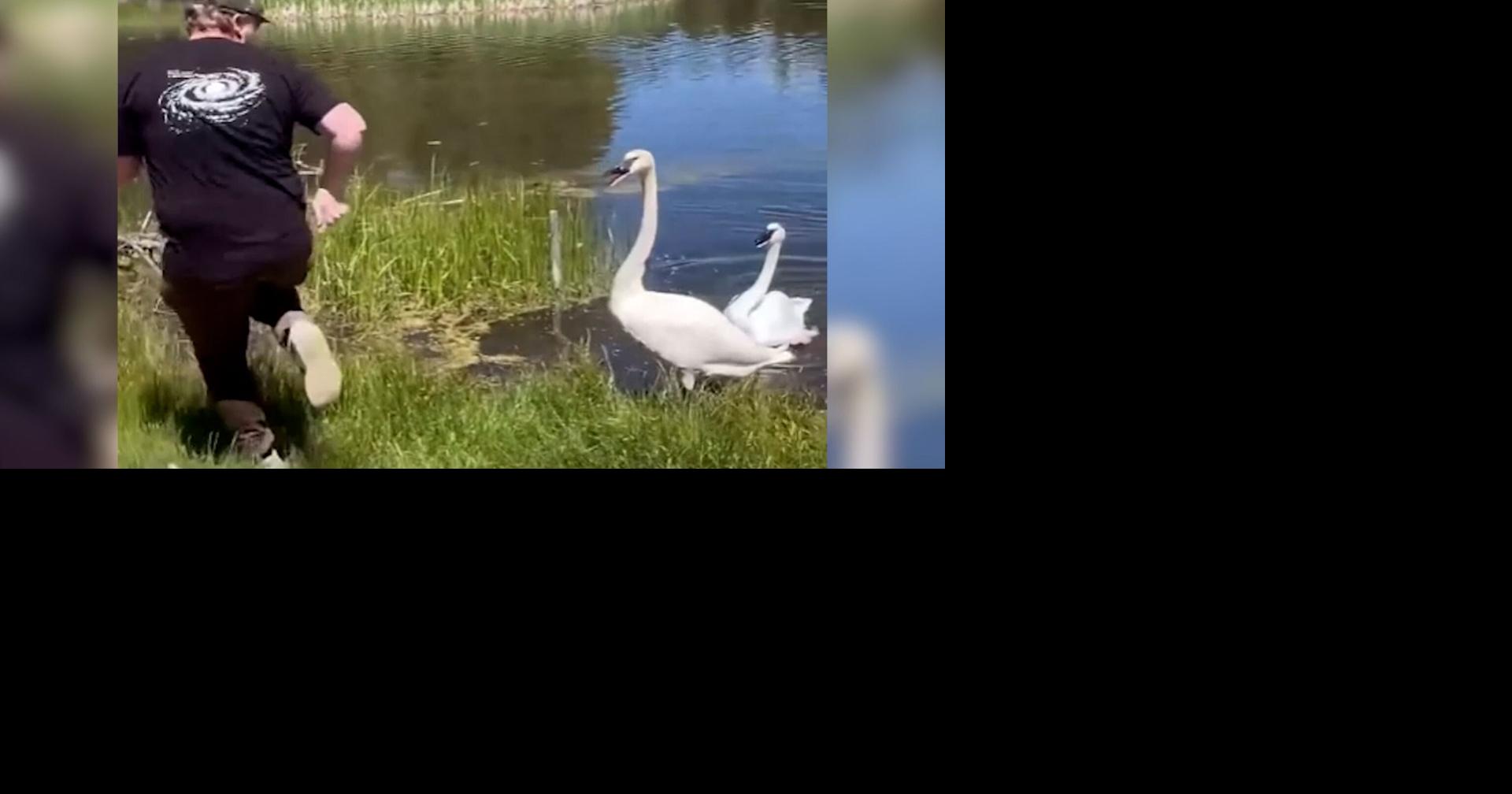 Watch: Sunriver Nature Center worker uses dance moves to distract swans for egg count