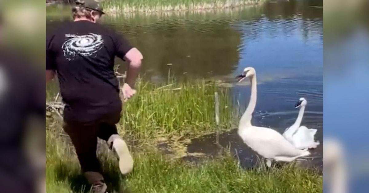 Sunriver Nature Center worker uses dance moves to distract swans for egg count
