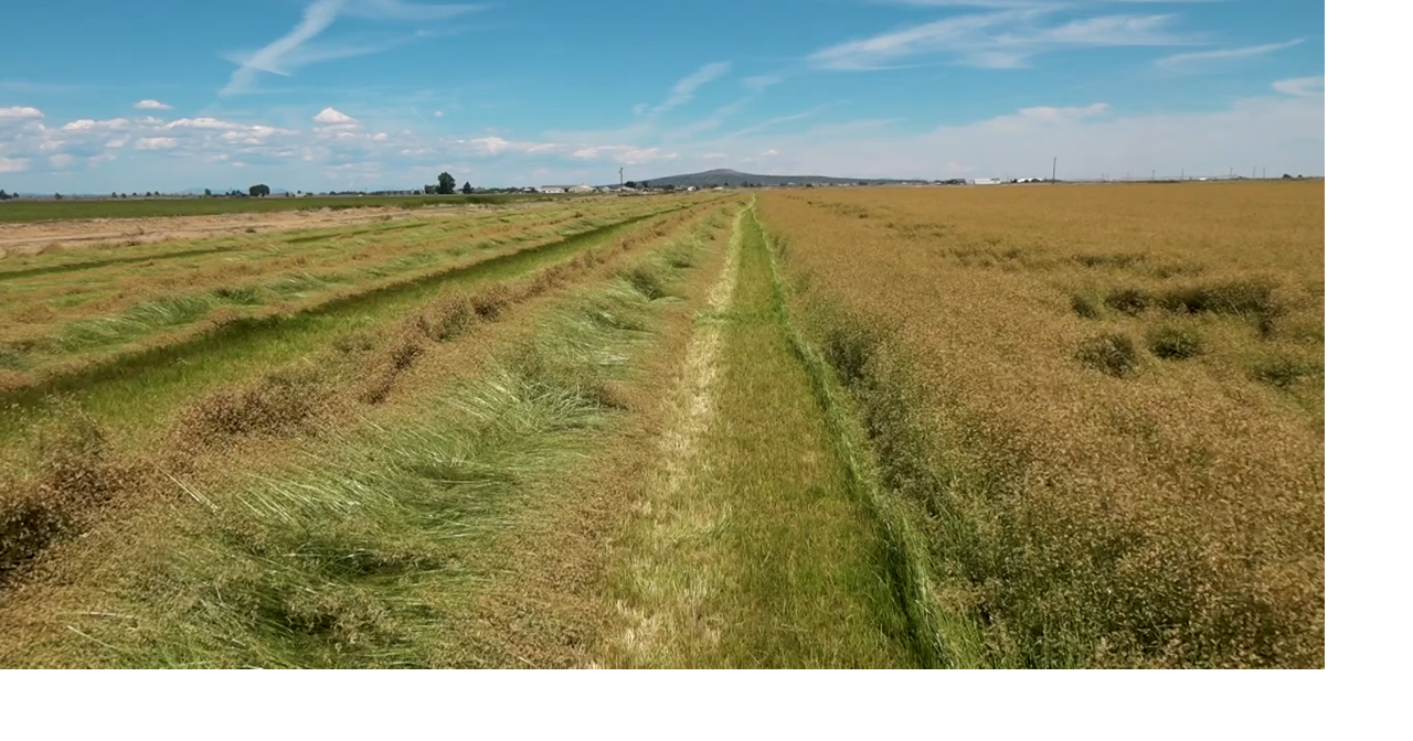 Grass used in World Cup stadiums grown from seed in Jefferson County