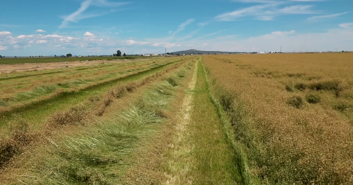 Grass used in World Cup stadiums grown from seed in Jefferson County