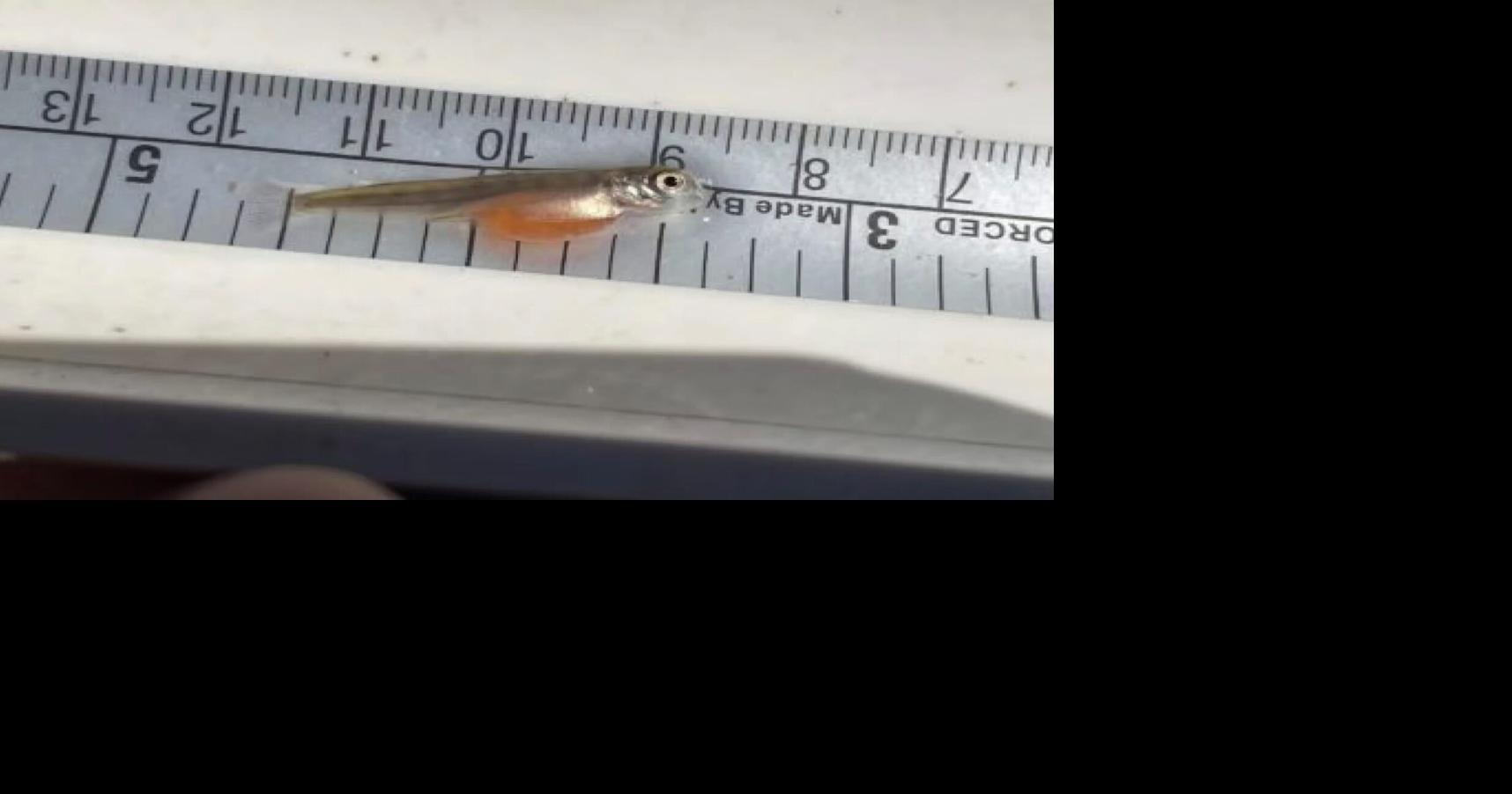 Chinook salmon hatch in Upper Klamath Basin after 100 years | Pets, Animals and Nature