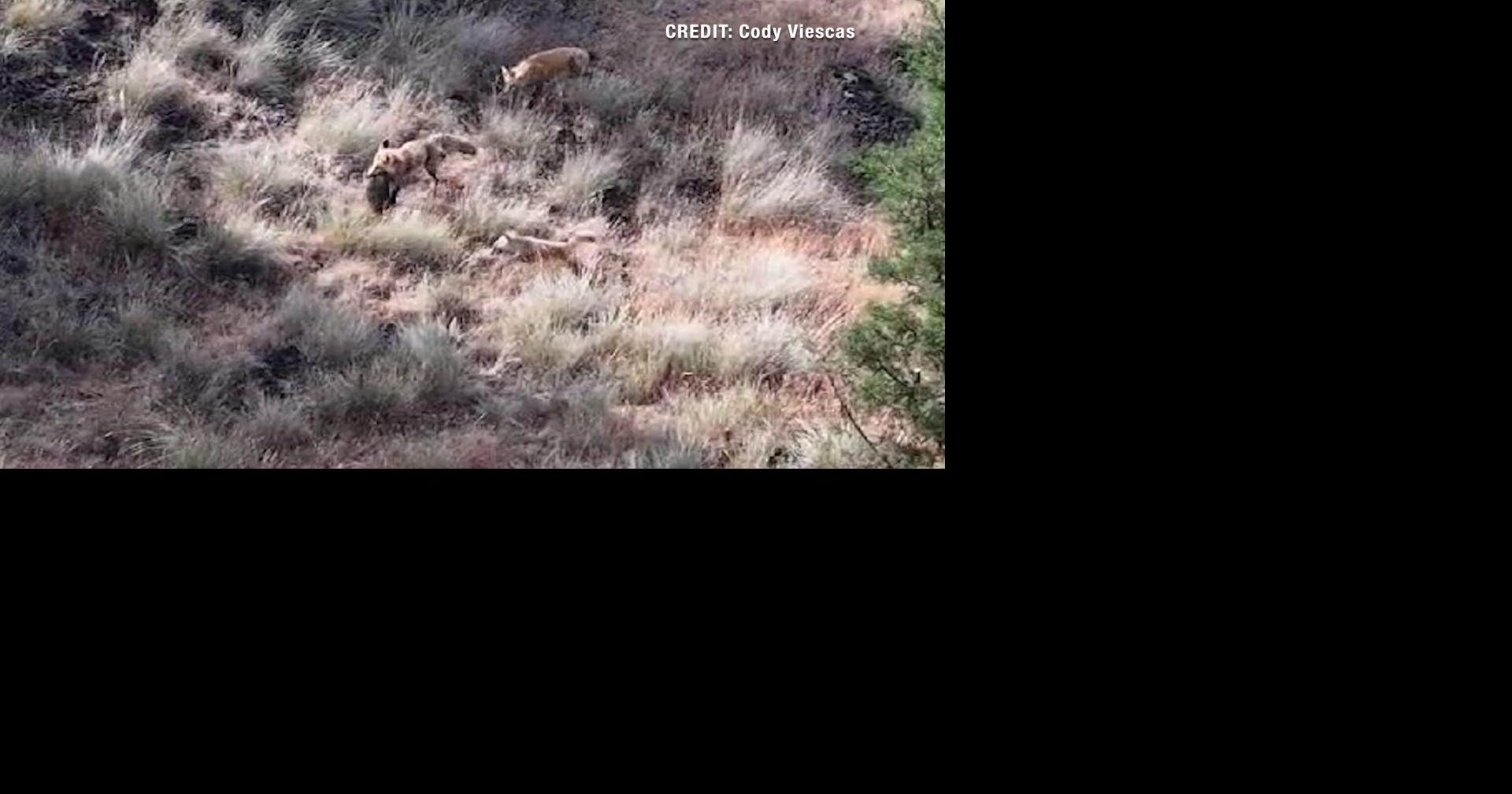 Fox snags prey in Redmond, caught on drone footage | Redmond News ...