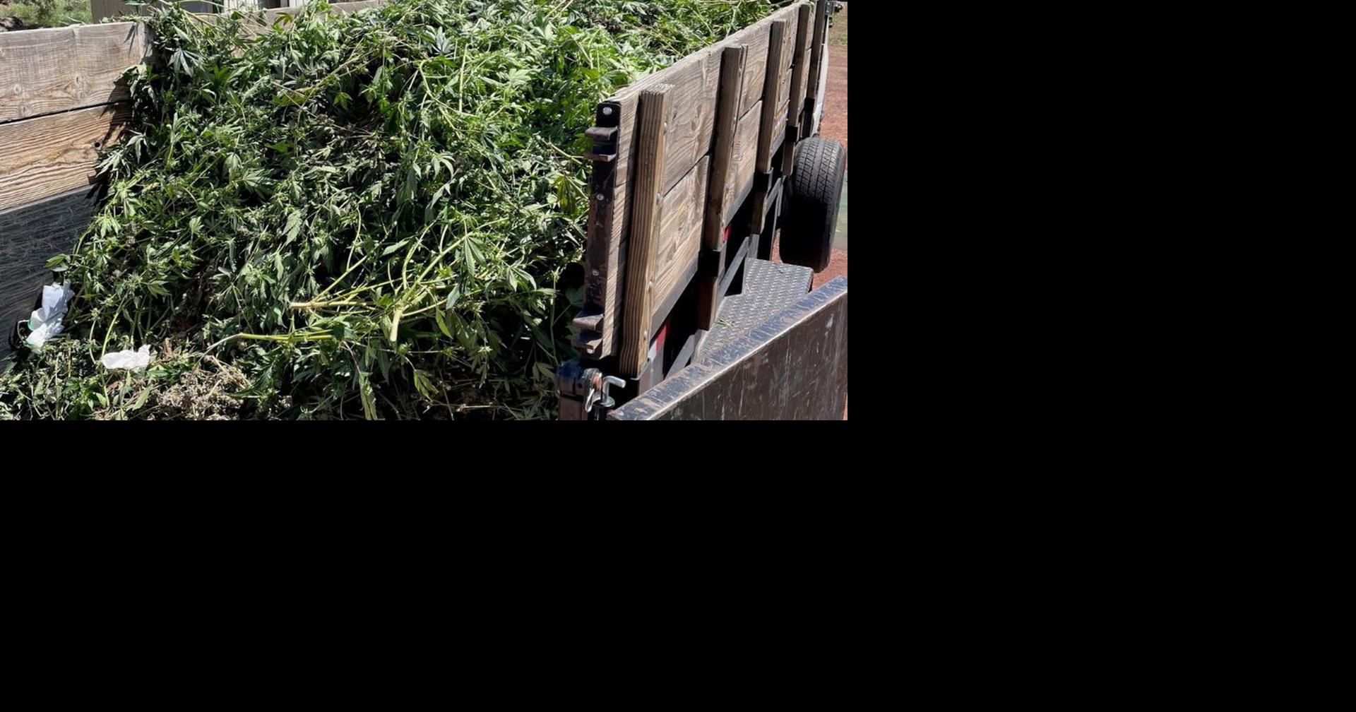 5 illegal marijuana grow sites busted in Bend, La Pine; 2 people sought ...