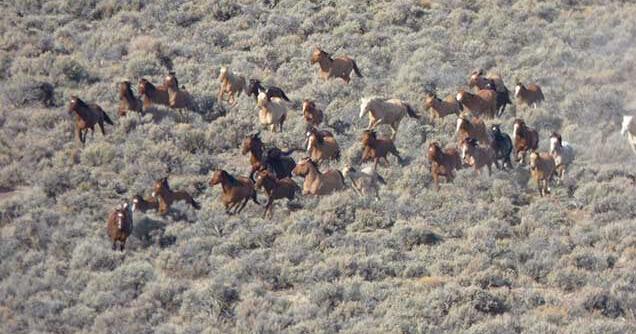 Emergency rescue planned for 499 wild horses in Oregon as water sources vanish