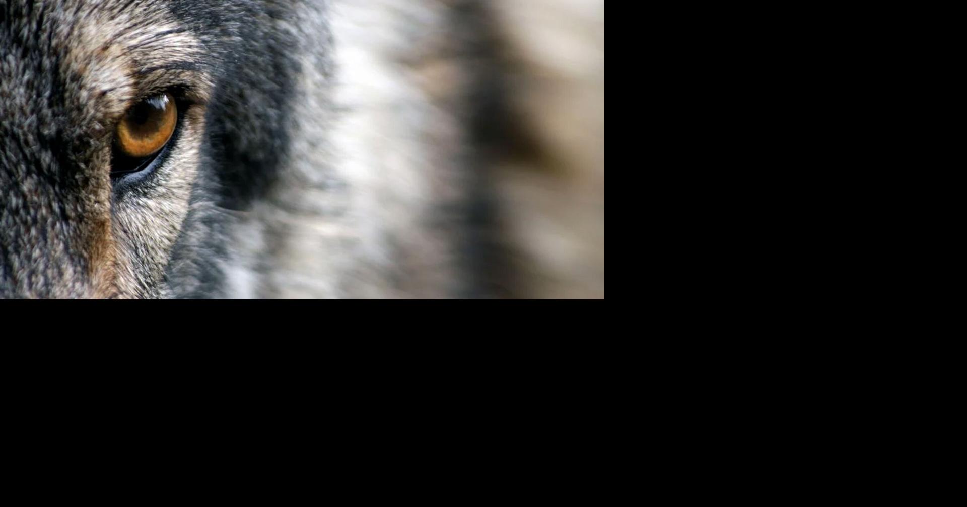 Endangered Gray Wolf OR158 Killed Amid Livestock Conflict