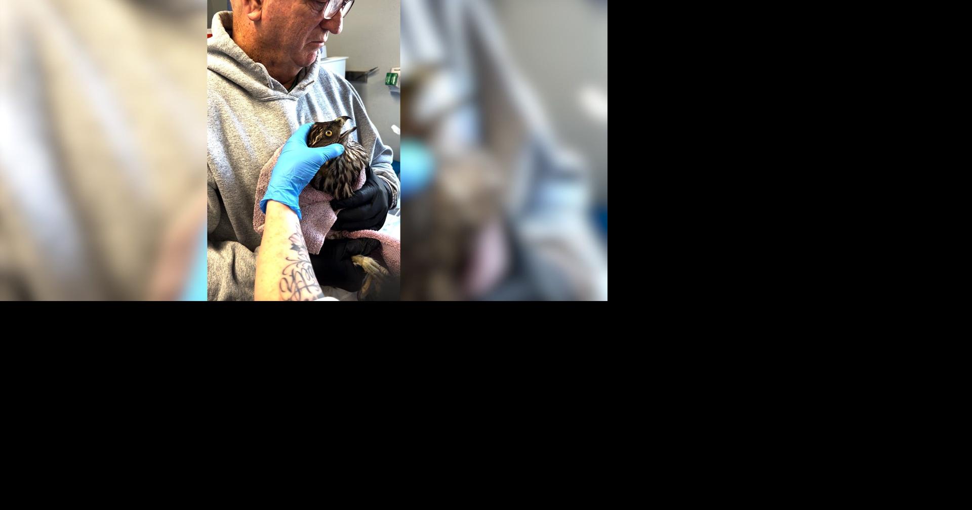 Juvenile Goshawk Rescued from Chicken Coop Netting