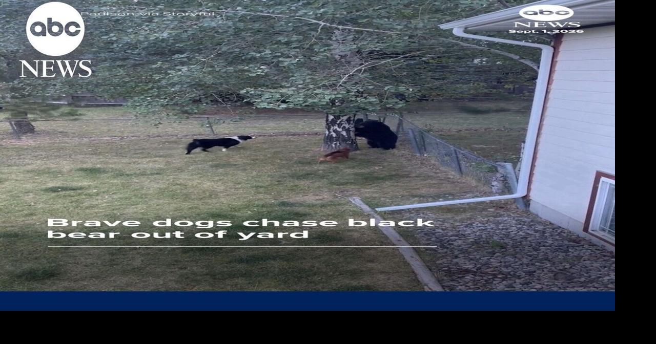 Dogs chase black bear out of yard