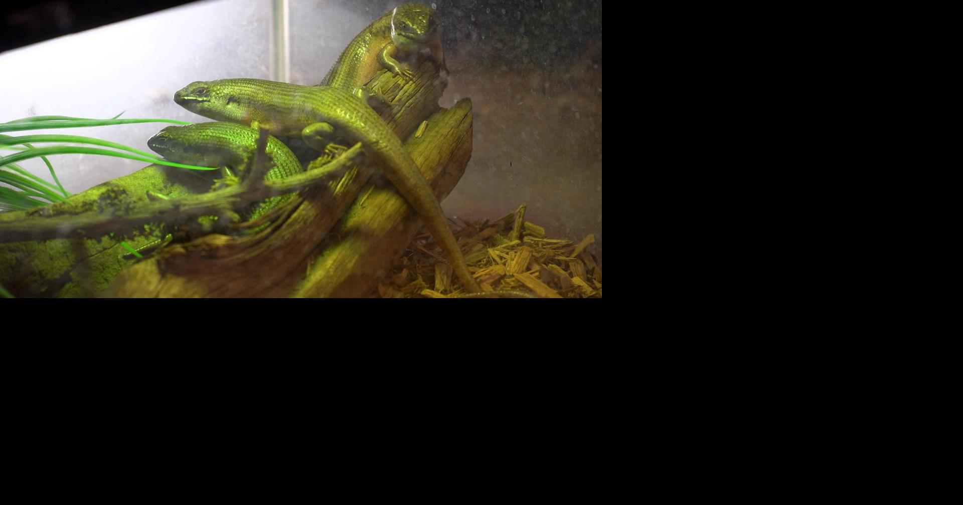 World Lizard Day celebrates reptile companions