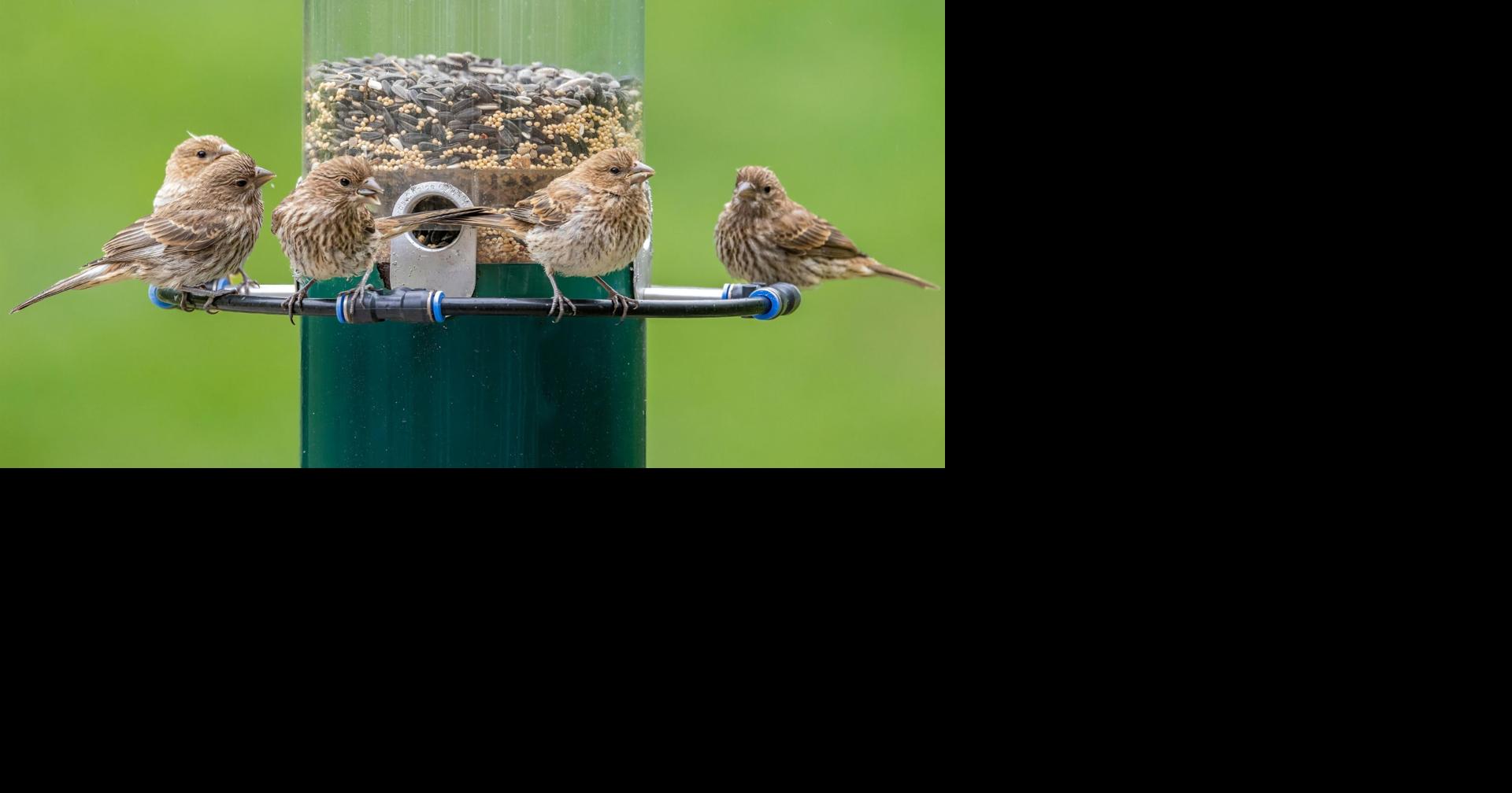Birdseed recall in Oregon, Washington for invasive weed | Consumer ...