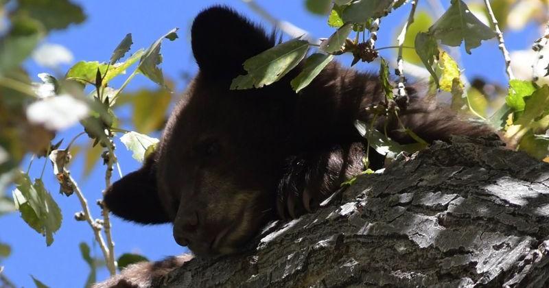 Mother bear dies during capture at New Mexico golf course, leaving two cubs