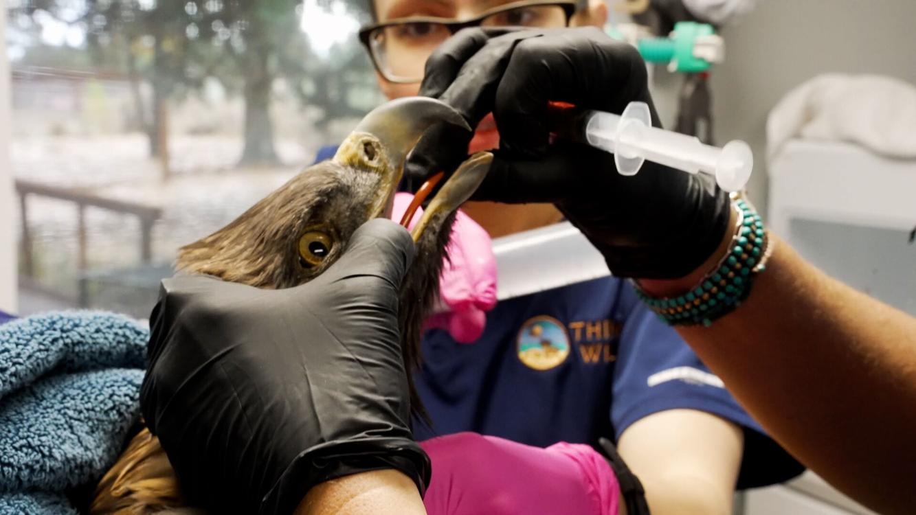 Think Wild sees increase in wildlife lead poisoning Pets, Animals and