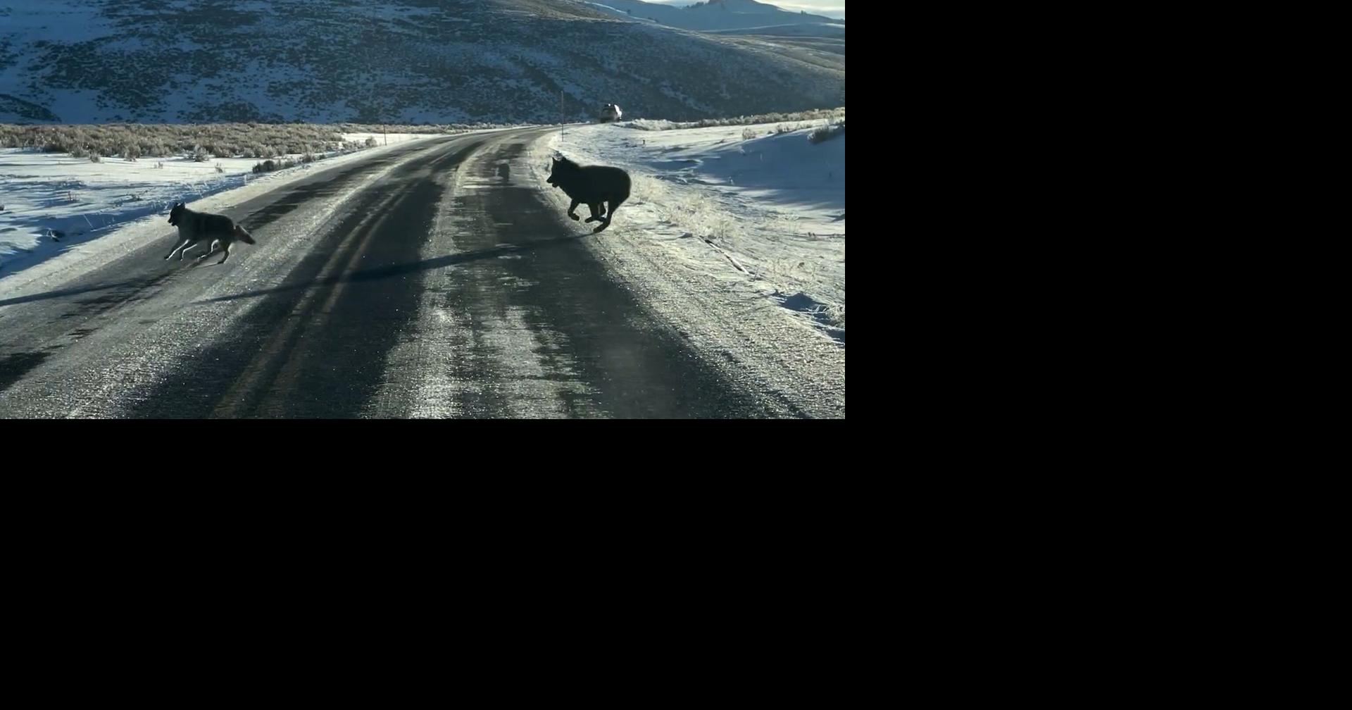 Wolf vs. coyote chase stuns Yellowstone visitors during wildlife tour