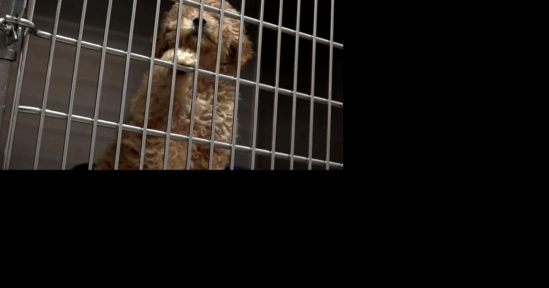 Jefferson County partners with Redmond animal shelter Madras / Warm