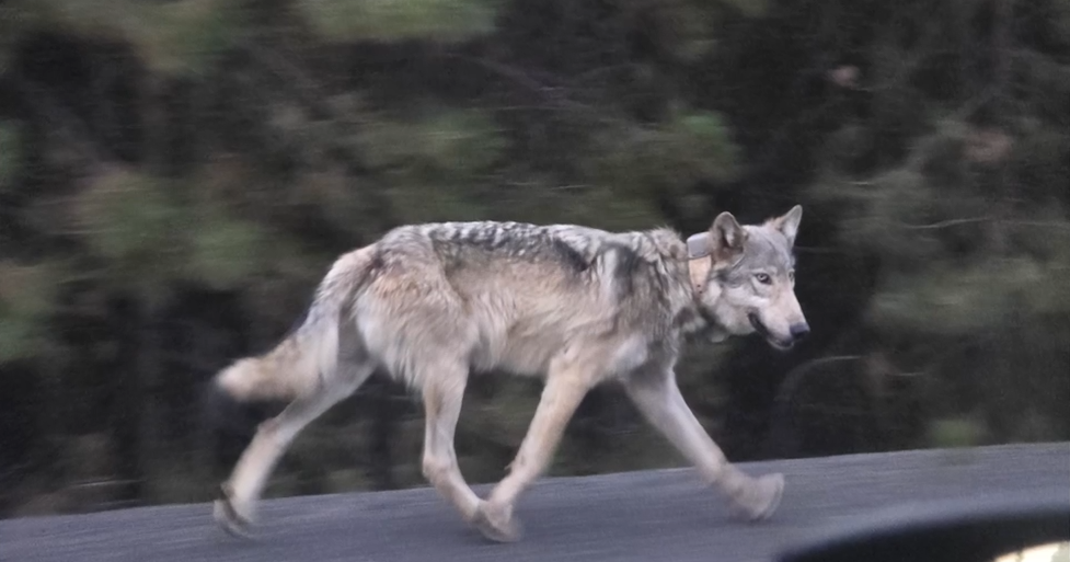 Lone wolf photographed in Central Oregon has traveled hundreds of miles in young...