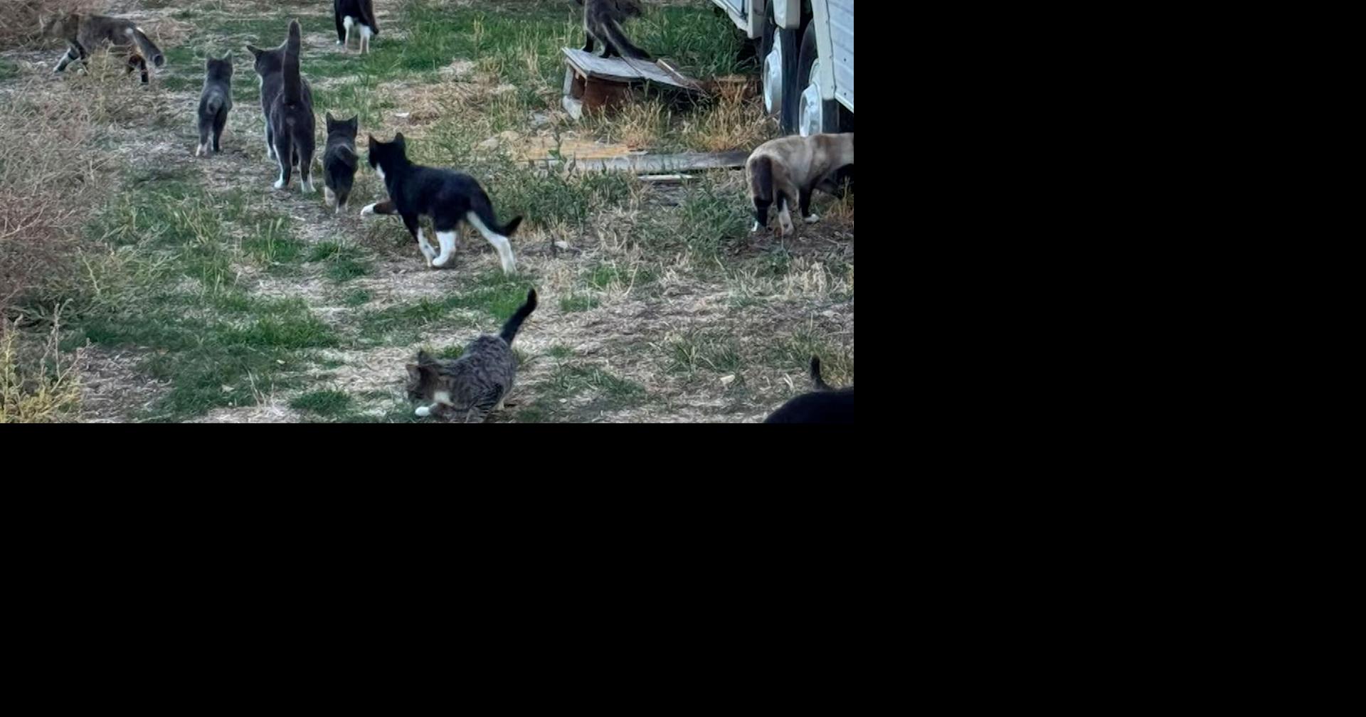 At least 60 cats need new homes before Prineville property sells
