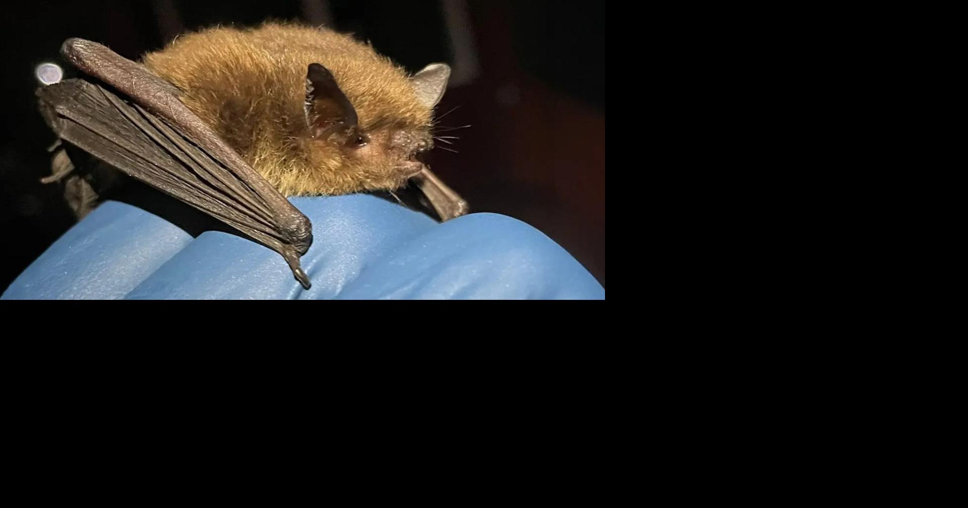 69bb233b32baf.image.jpg?crop=1920,1008,0