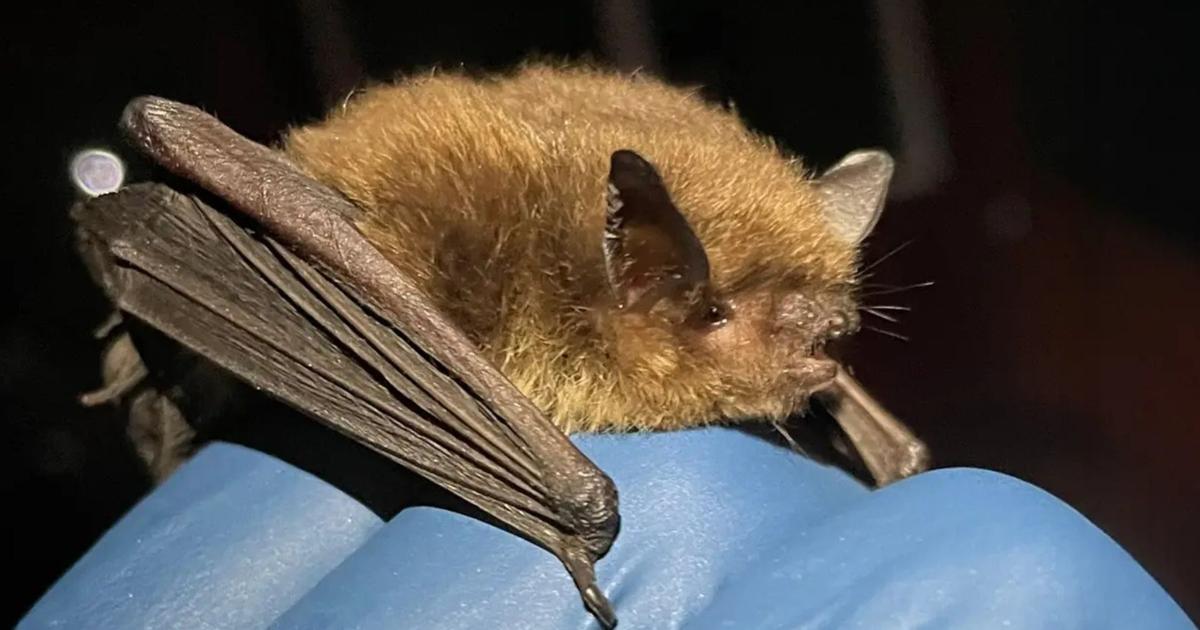 69bb233b32baf.image.jpg?crop=1920,1008,0