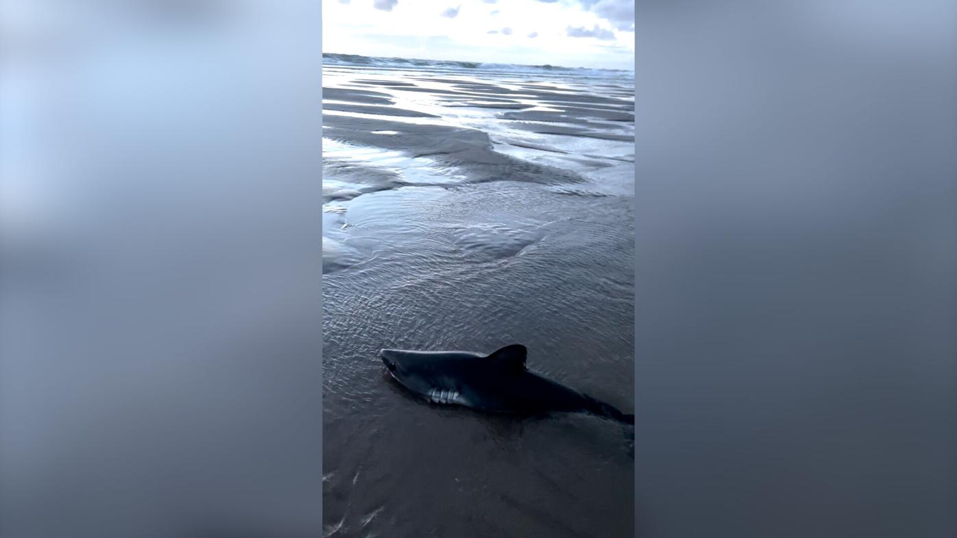 Woman rescues stranded salmon shark from Oregon beach, returns it to ocean