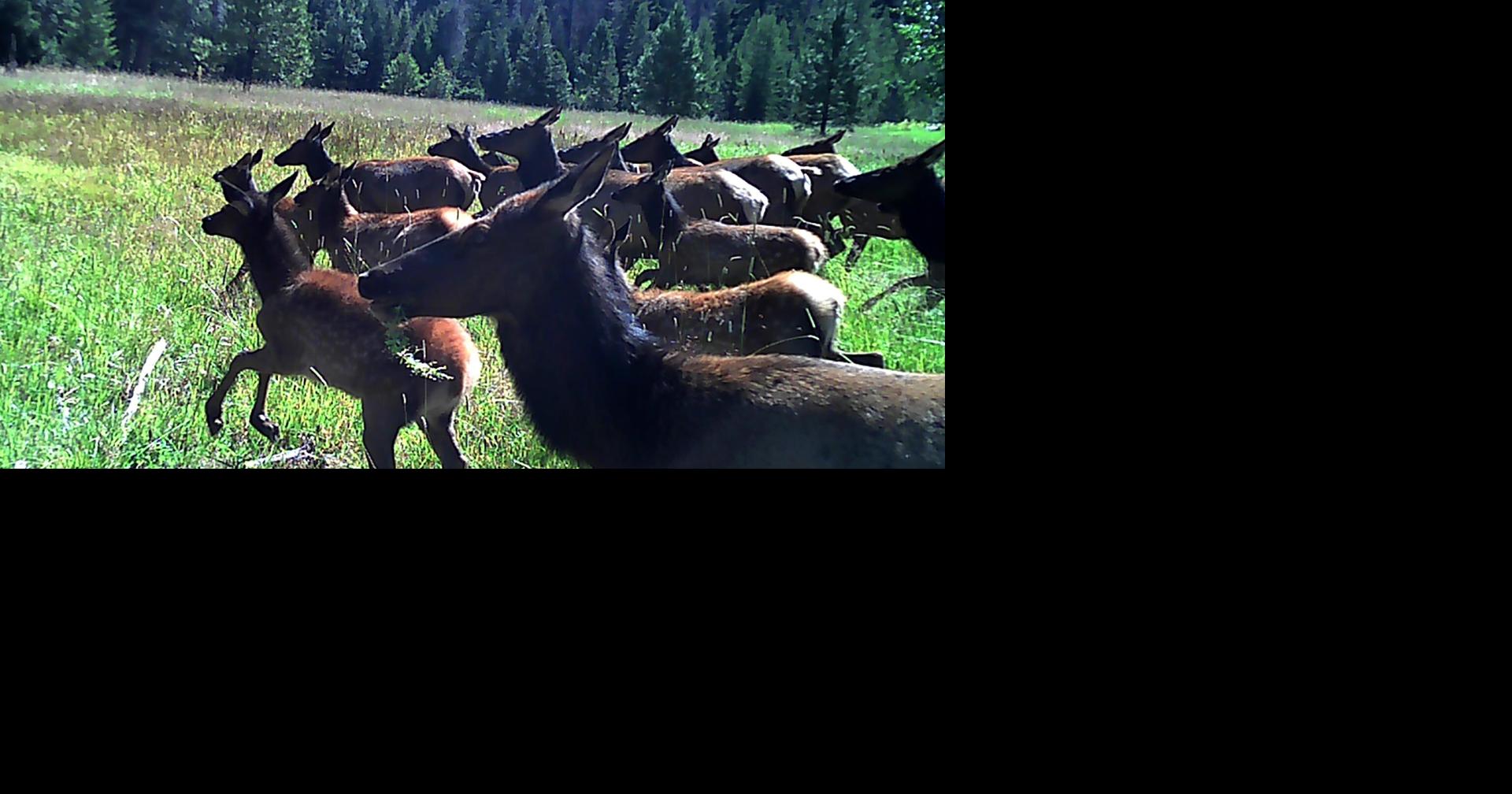 Read moreCentral Oregon libraries now lending trail cameras to wildlife watchers