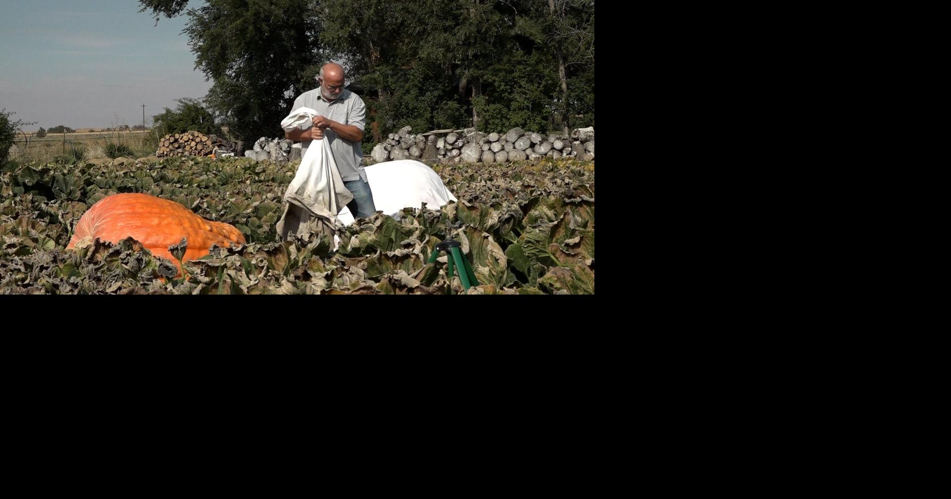 Madras man grows two 1,000pound pumpkins in his backyard Madras