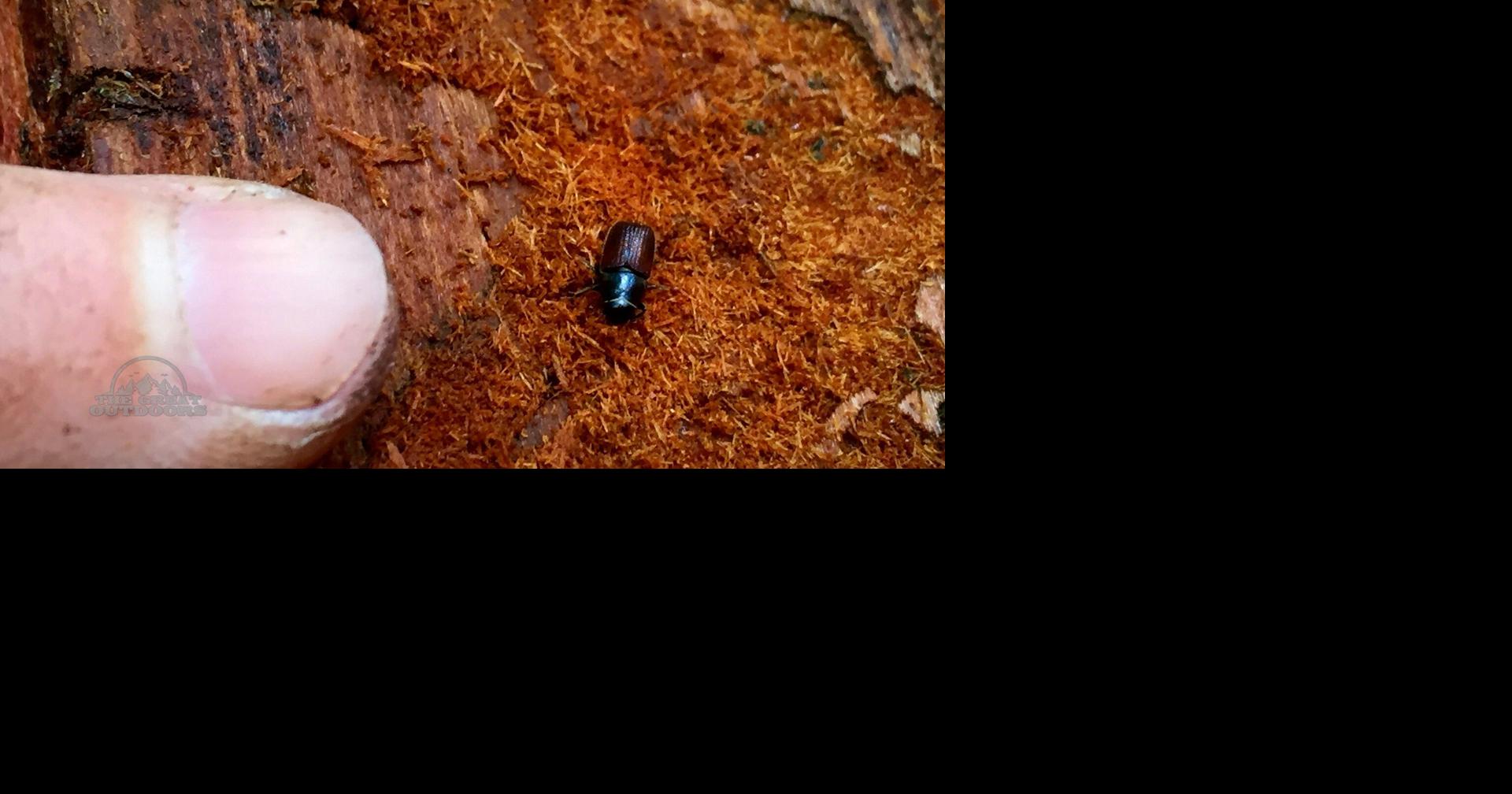 Okay, here are a few options for an SEO meta title for the post 