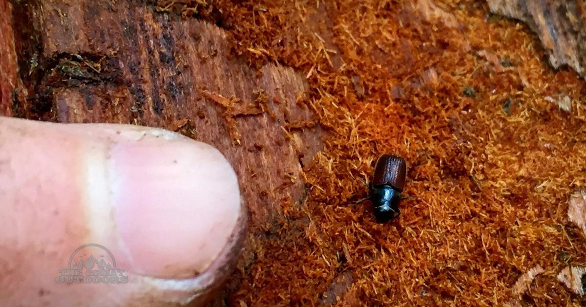 Okay, here are a few options for an SEO meta title for the post